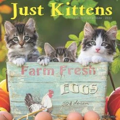 Flash Sale 🎉 Willow Creek Press Just Kittens 2022 Wall Cal 👏