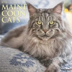 Cheapest 👏 Willow Creek Press Just Maine Coon Cats 2022 Wall Cal Cat B 👏
