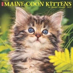Budget 💯 Willow Creek Press Just Maine Coon Kittens 2022 Wall Cal Ca 😀