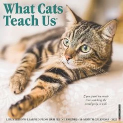 Best Pirce 🔔 Willow Creek Press What Cats Teach Us 2022 Wall Cal 💯