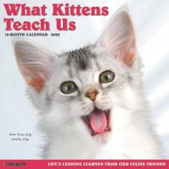 Best deal 🔔 Willow Creek Press What Kittens Teach Us 2022 Wall Cal 🥰
